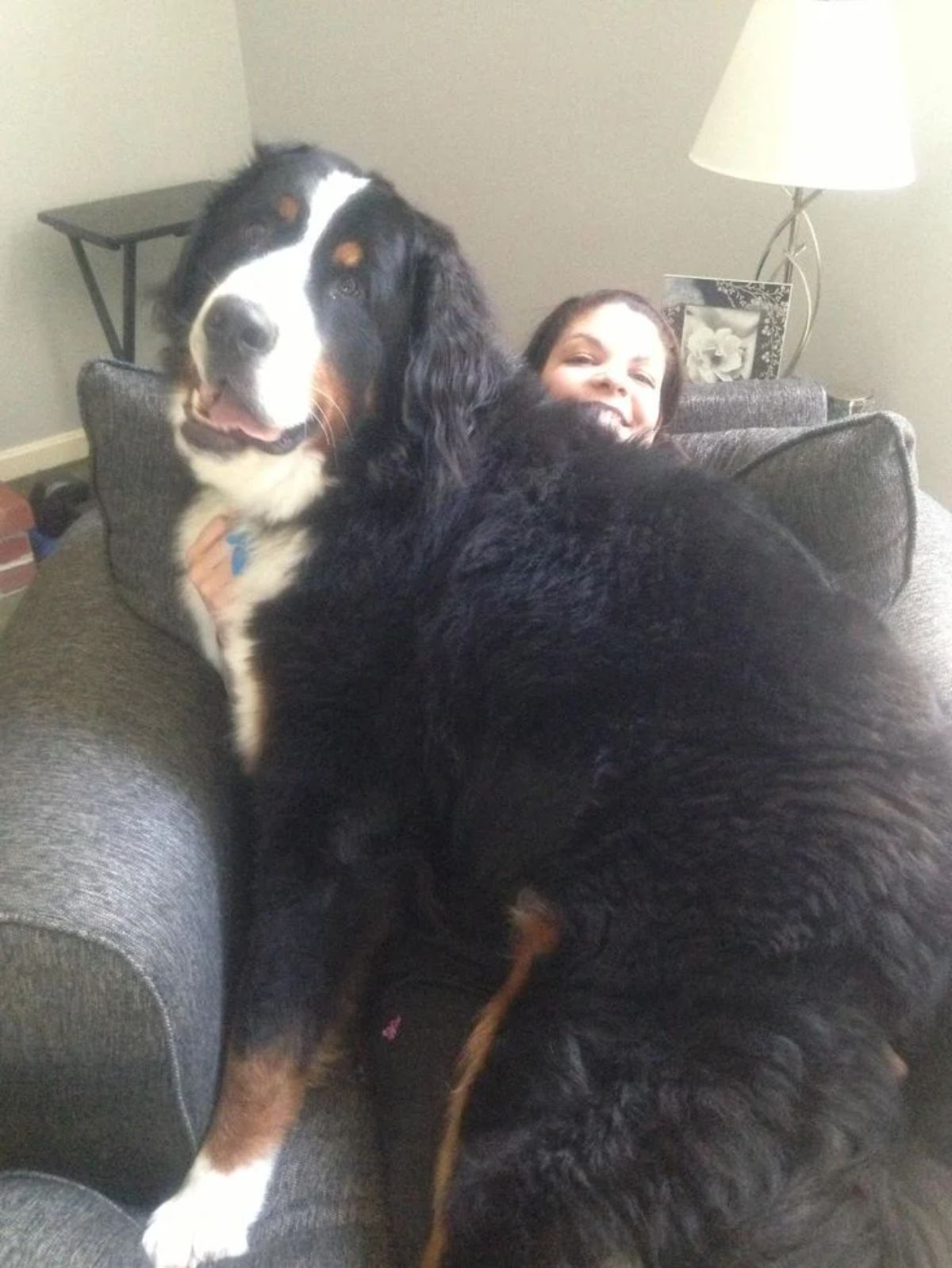 black white and brown bernese mountain dog sitting on a woman's lap