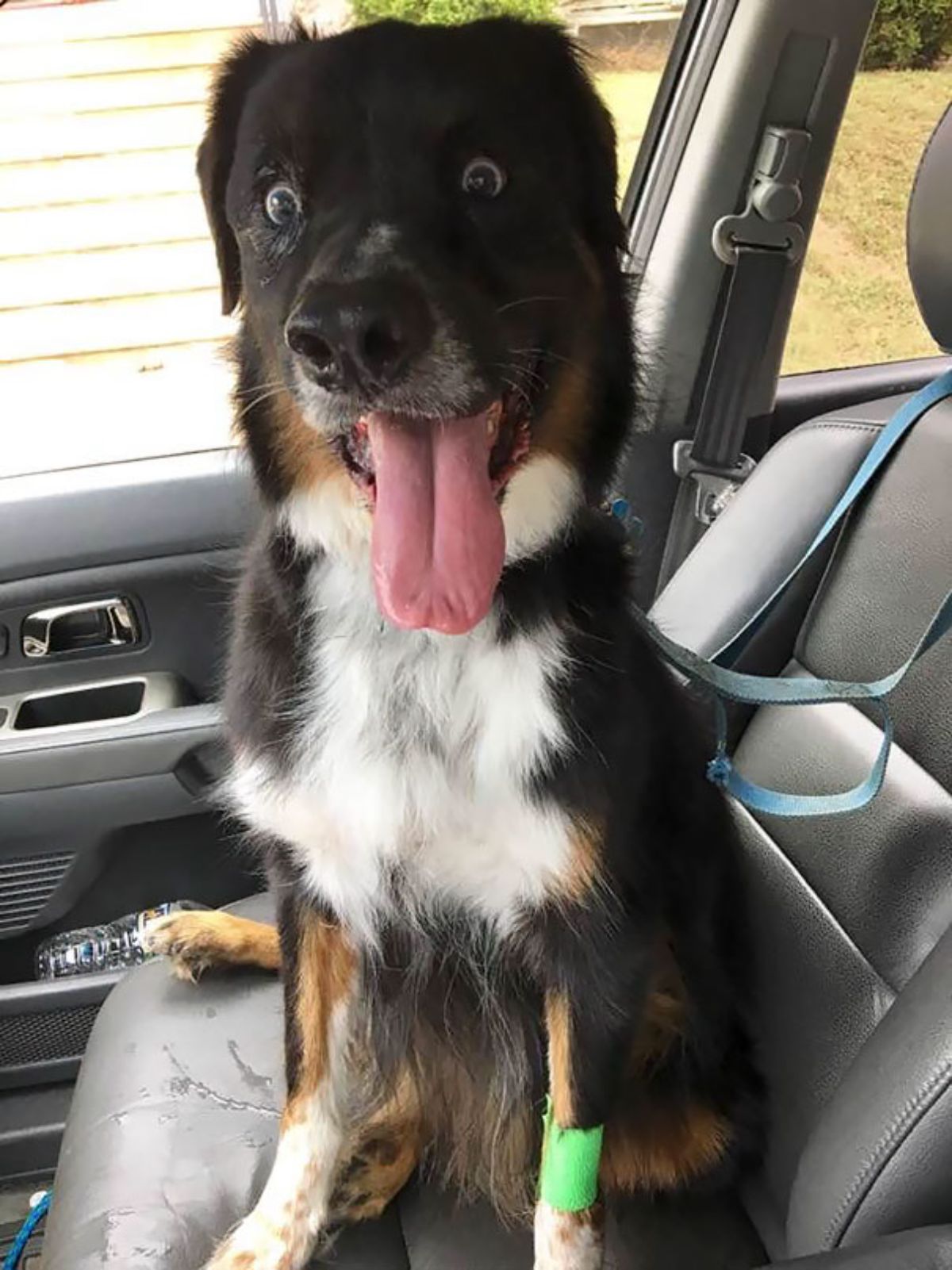 black white and brown dog sitting in a car with the tongue sticking out and eyes widened