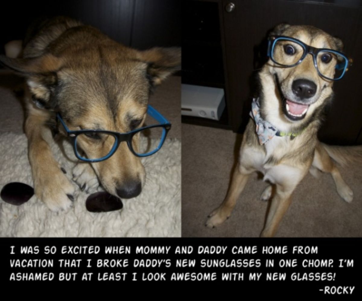 black white and brown dog wearing blue spectacles with broke black sunglasses with a caption explaining the sunglasses were chewed up by the dog