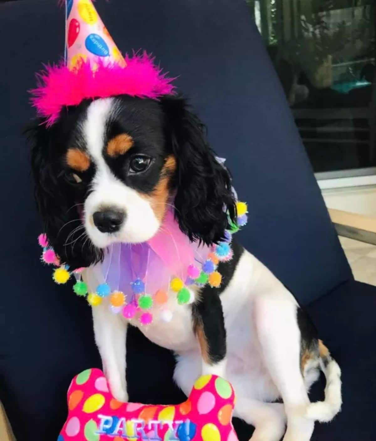 black white and brown puppy wearing a party hat and a long round collar made of feathers and colourful pompoms
