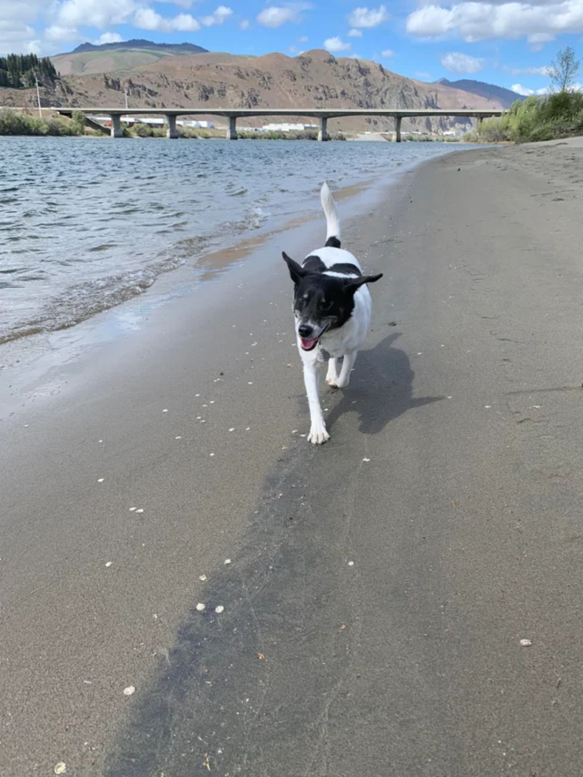 blind black and white dog running on the beach