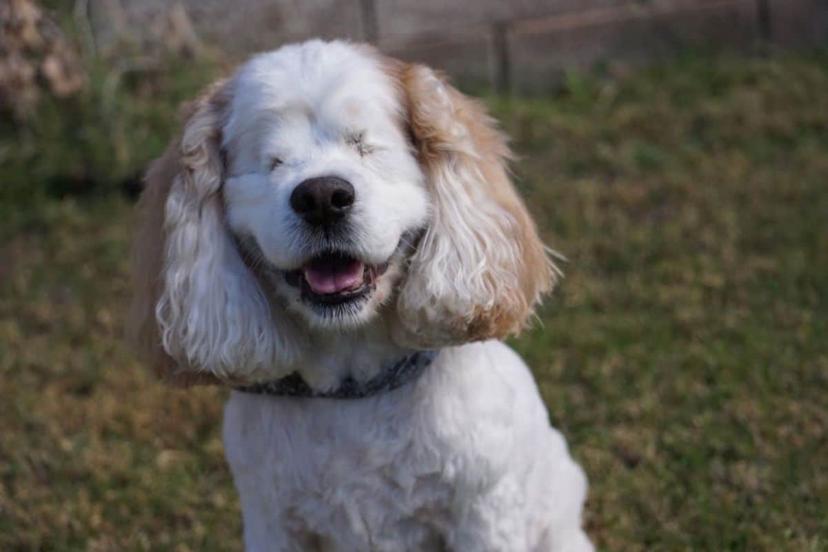 blind fluffy white and brown dog smiling