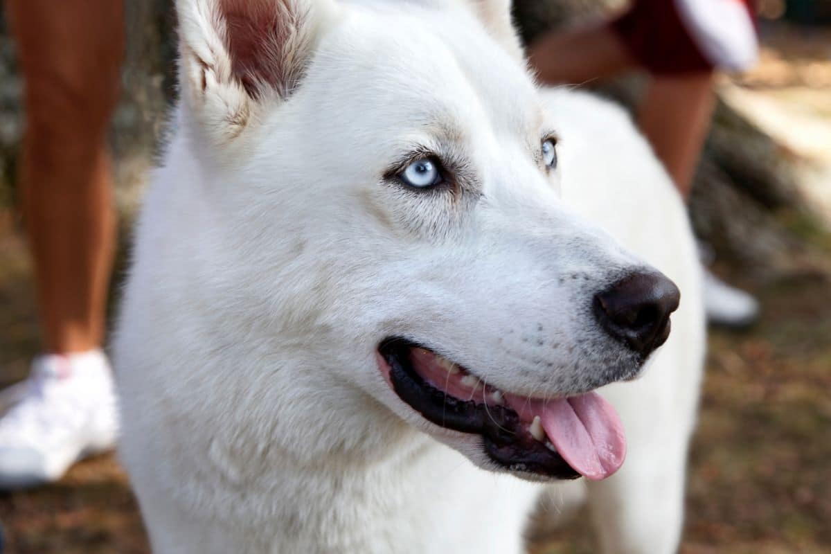 White dog with blue eyes