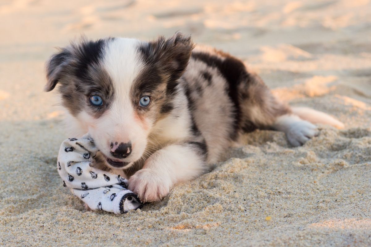 Cute brindle blue eyed puppy lying on sand 