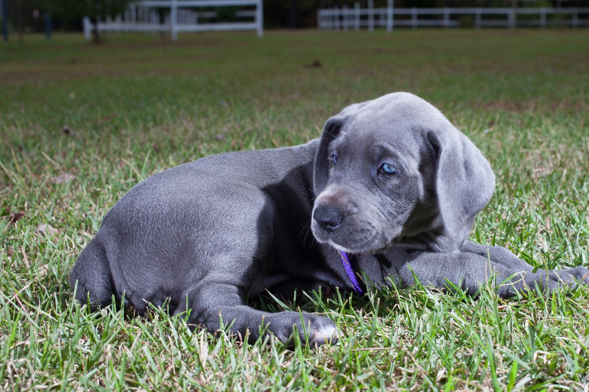 Gray puppy with blue eyes lying on green grass