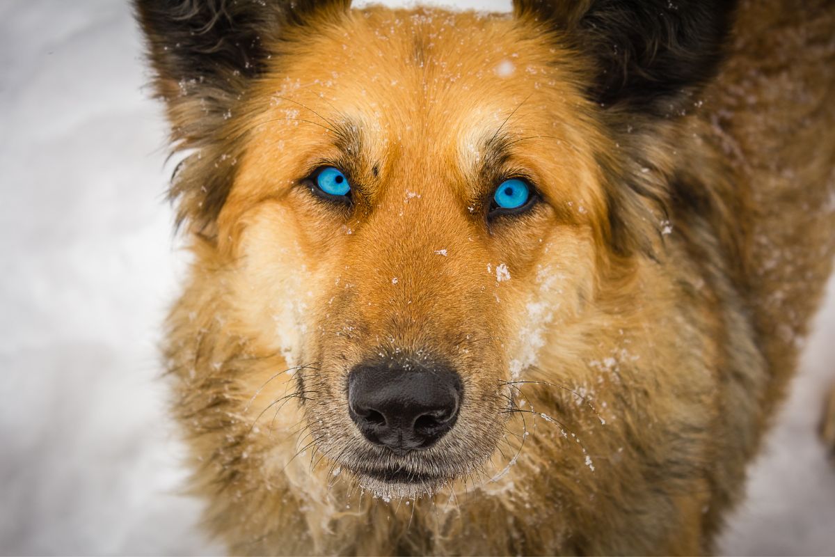 Blue eyed brown dog looking directly into camera