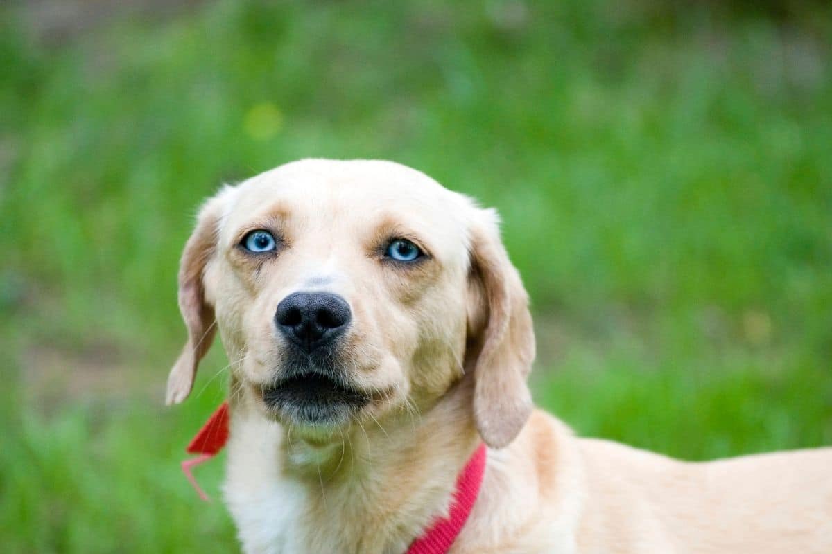 Blue eyed white dog with red collar, green grass background
