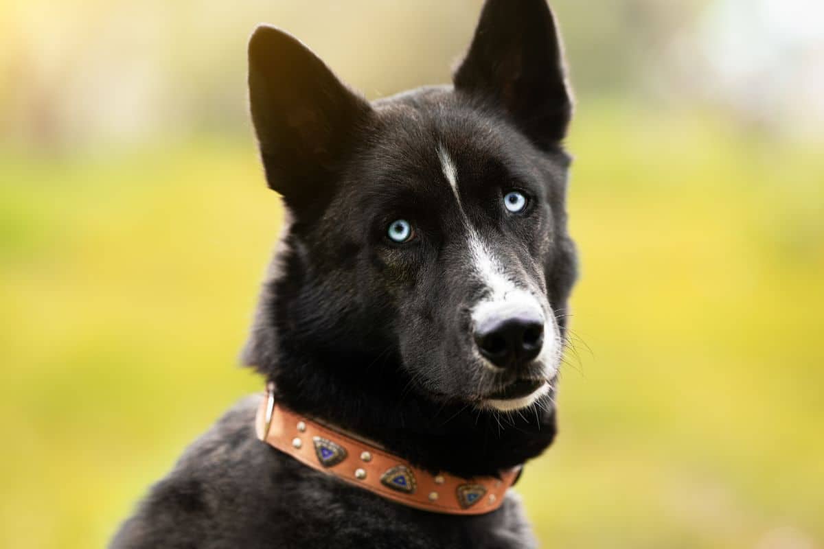 Blue eyed black dog with brown collar