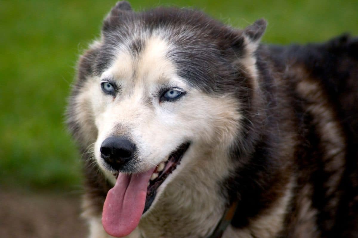 White-gray husky with blue eyes with tongue out, green grass background