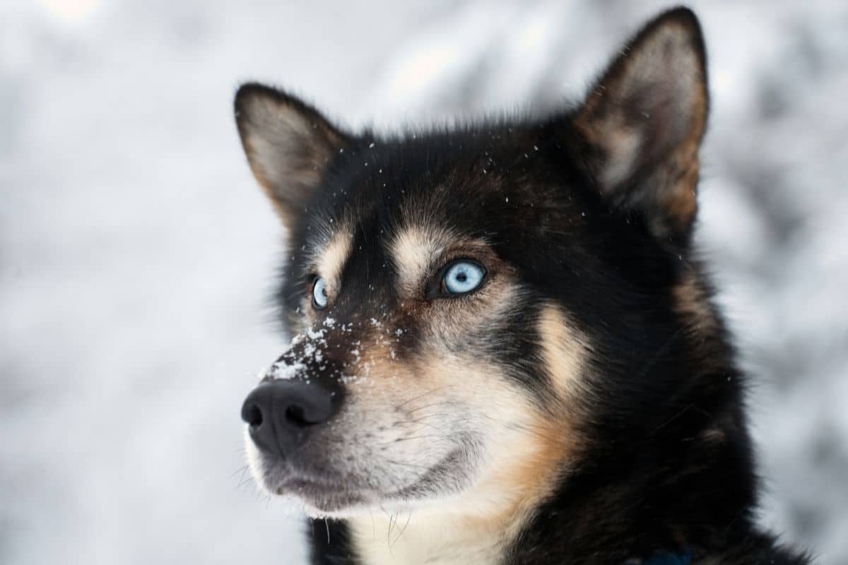 Black-white husky with blue eyes, snow background