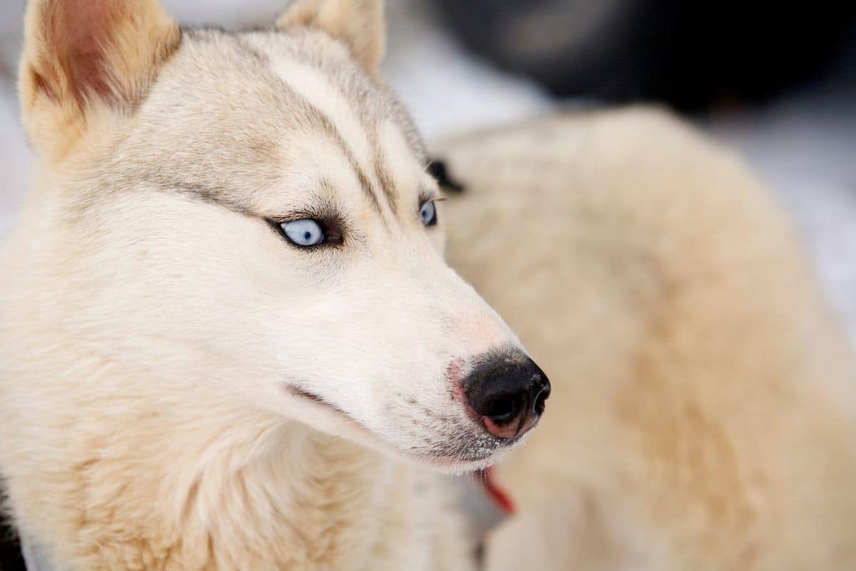 White husky with blue eyes