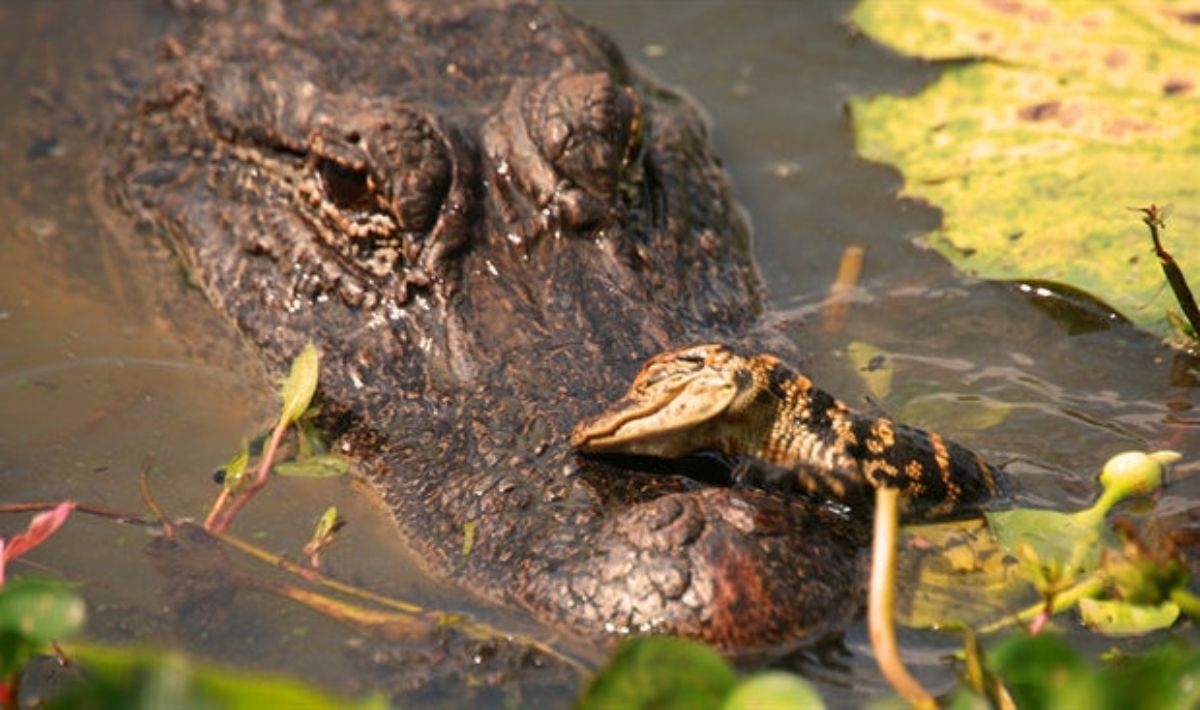 brown and black baby crocodile in the water with the head resting on the mother crocodile's snout