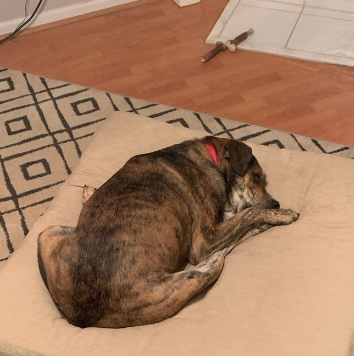 brown and black brindle dog laying on a beige dog bed with the back legs on either side of the body