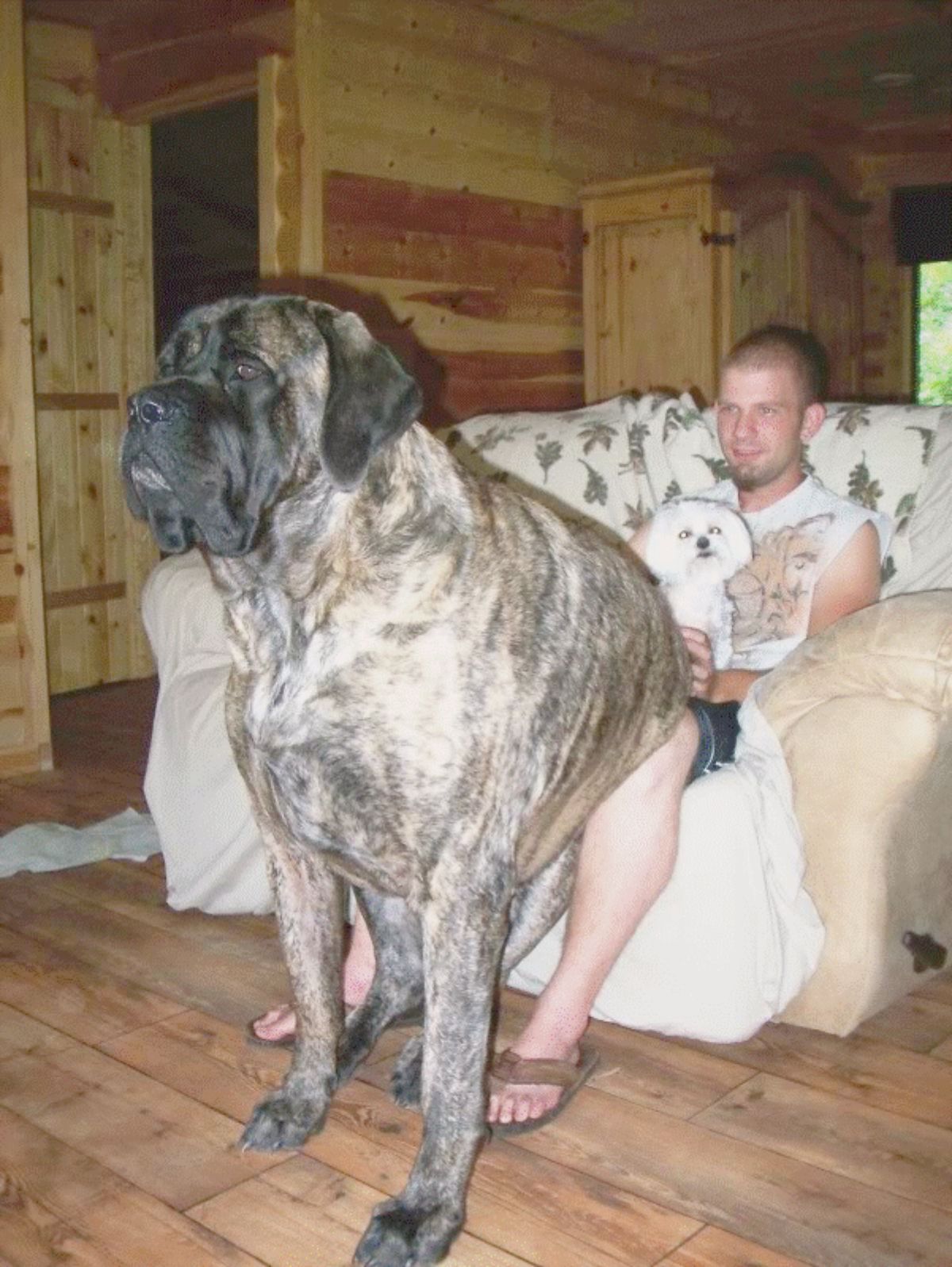 brown and black brindle dog sitting on a man's lap with the legs on the floor and the man is holding a white maltese on the lap