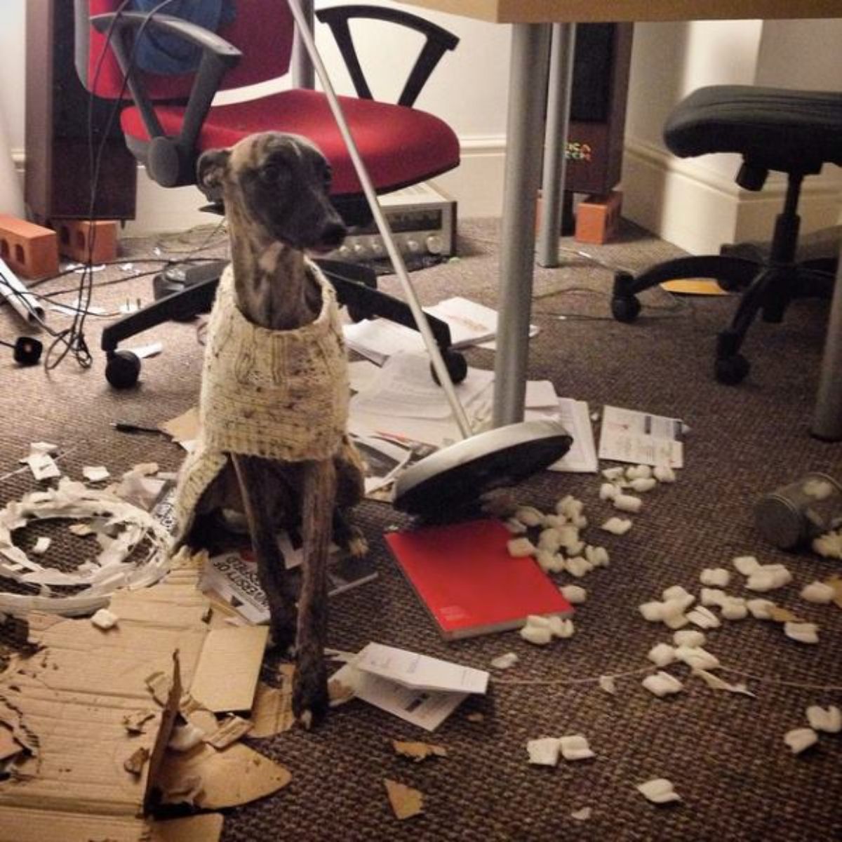 brown and black dog in a sweater sitting amid a destroyed room