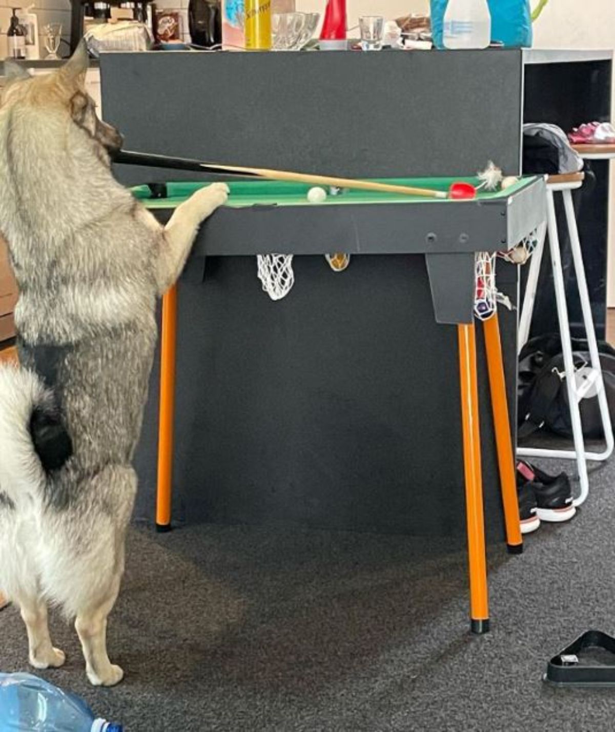 brown and black dog standing on hind legs with front paws on a small pool table