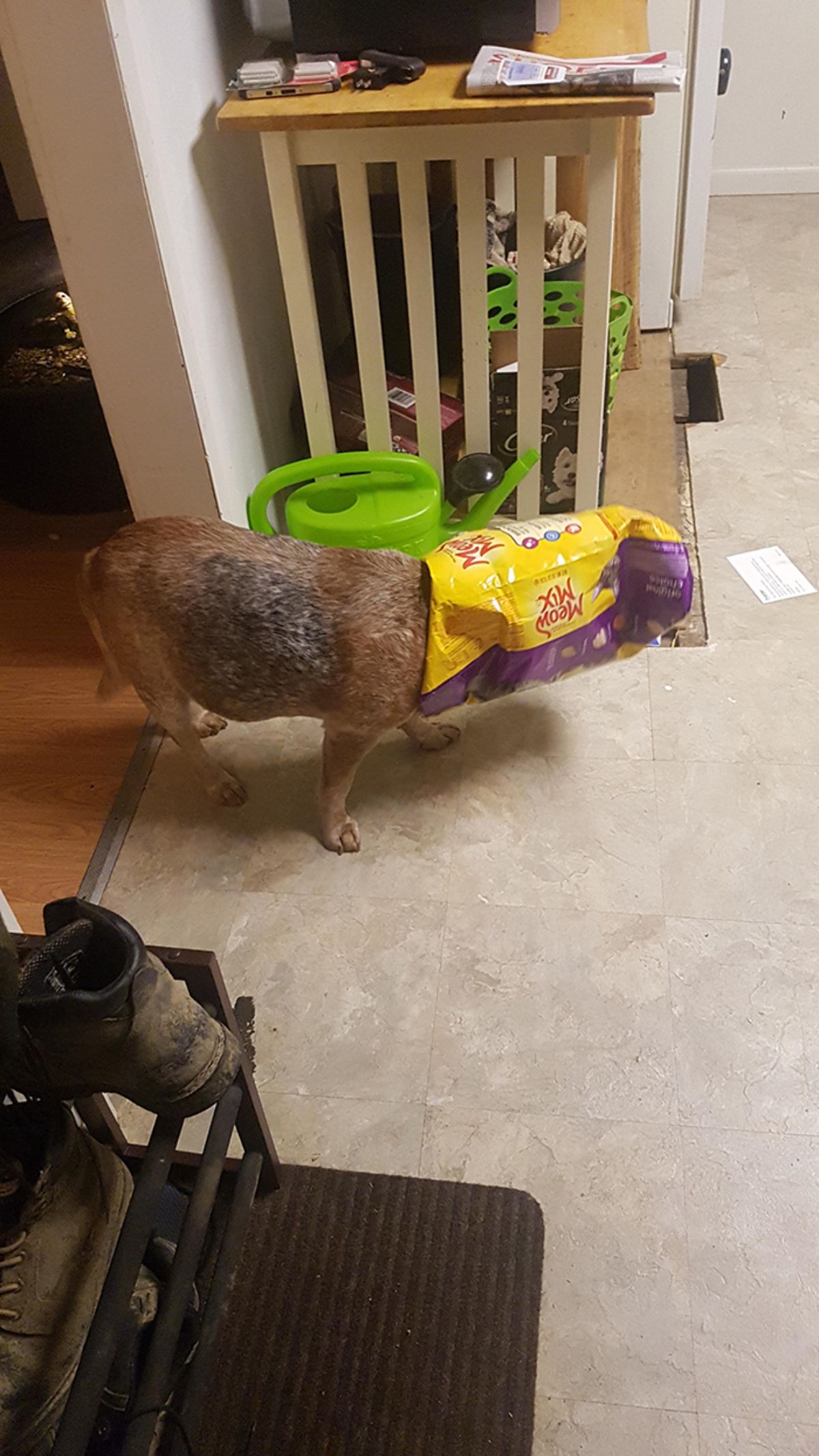 brown and black dog walking with the head stuck inside a yellow and purple cat food bag