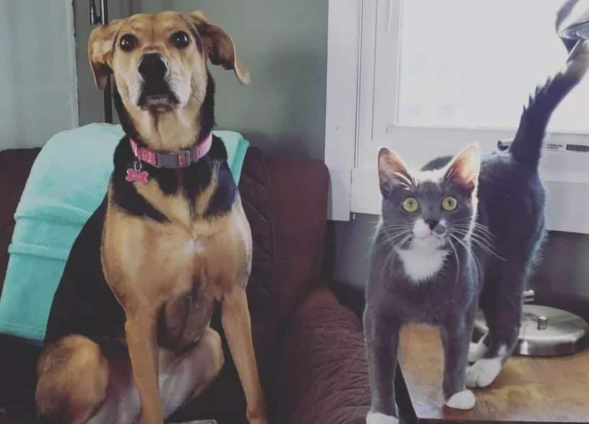 brown and black dog with a grey and white cat