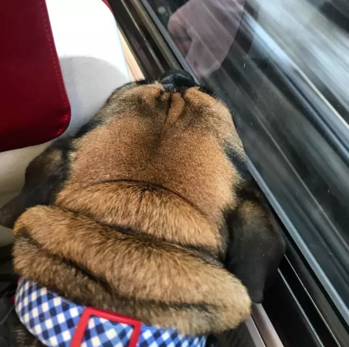 brown and black dog with the nose against a window of a train