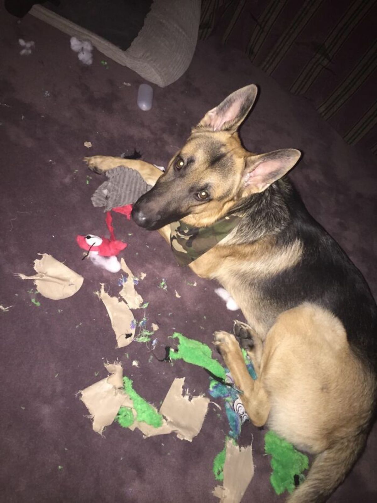 brown and black german shepherd laying on the floor with ripped up toys