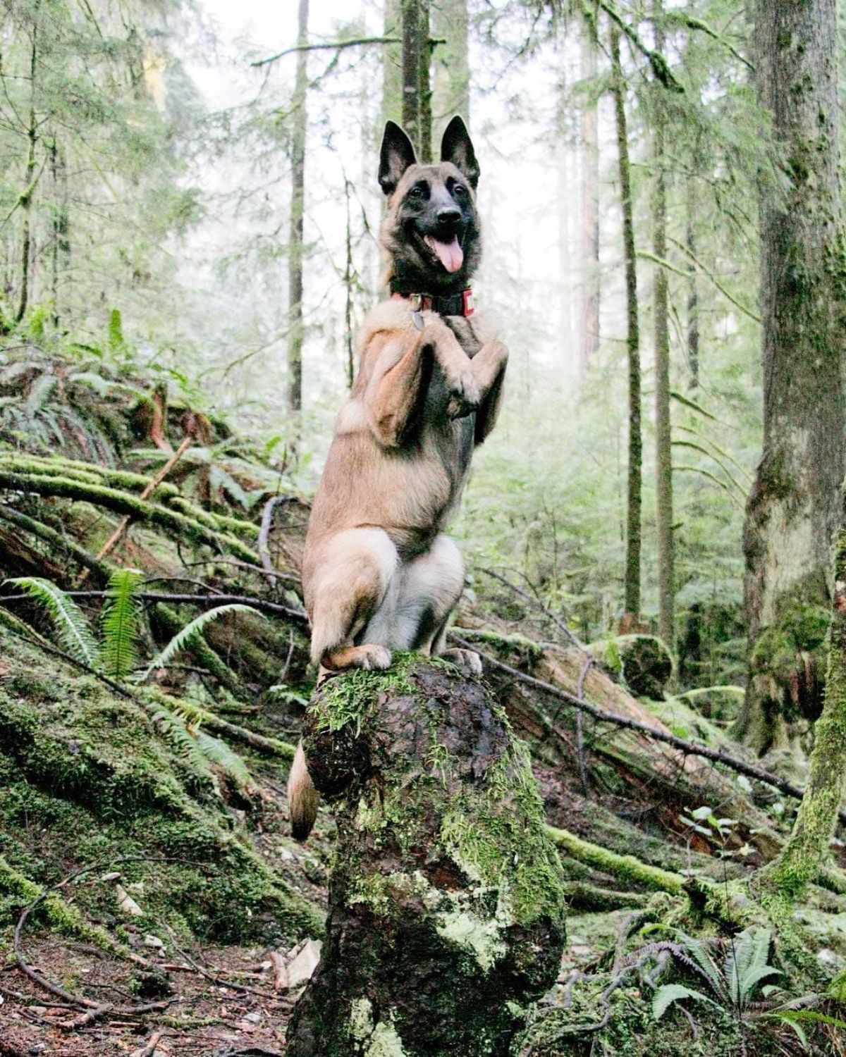 brown and black german shepherd sitting on its haunches on a tree stump in a forest