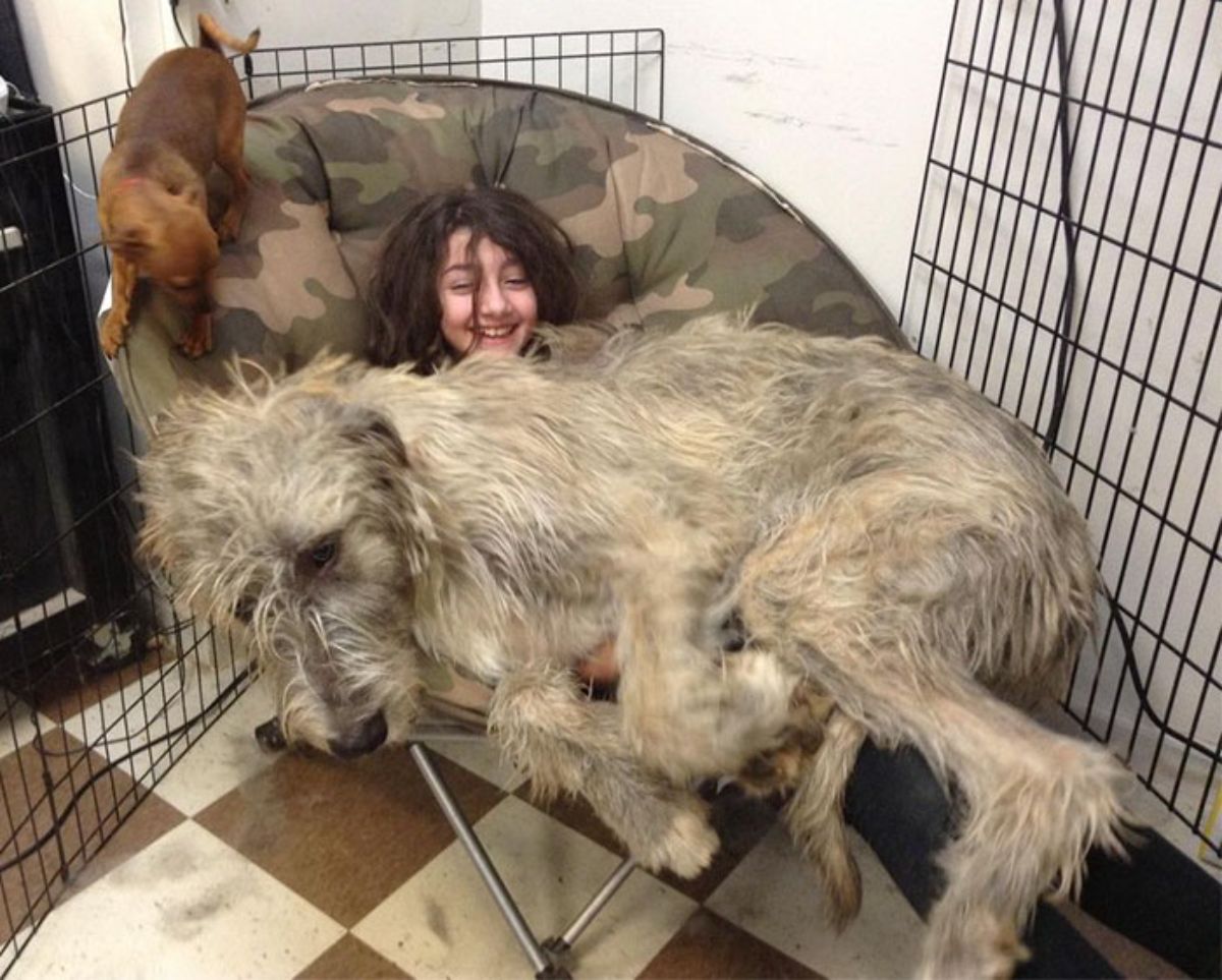brown and black irish wolfhound puppy sitting on a girl's lap with a small brown dog on the top of the chair