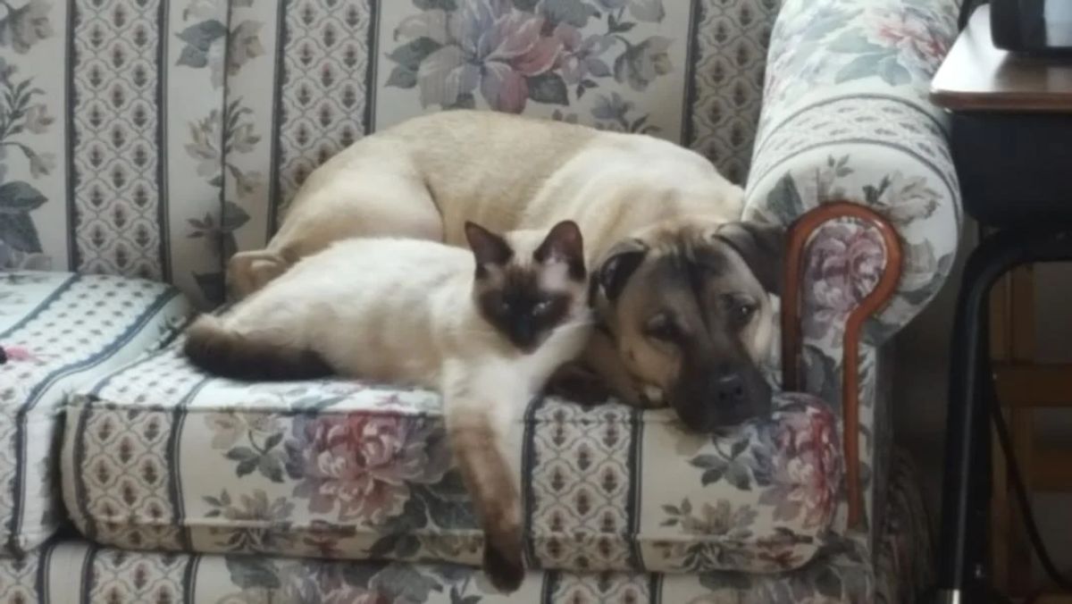 brown and black siamese cat laying against a brown and black dog on a floral patterned sofa