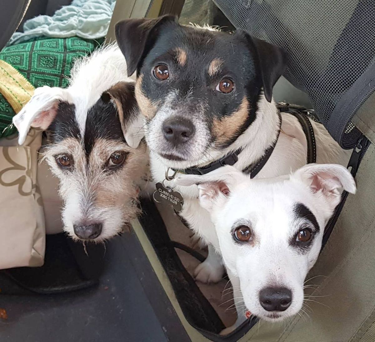 brown and black terrier, small black brown and white dog and small white dog with black eyebrow sitting together