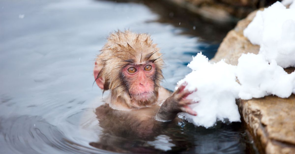 brown and pink baby macaque in water holding some snow on a rock