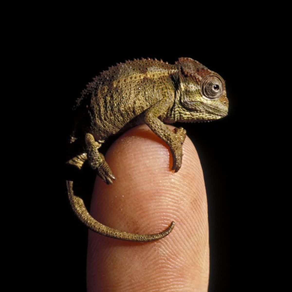 brown and white baby chameleon on someone's finger