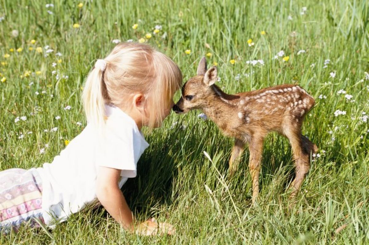 brown and white baby deer nuzzling with a little girl