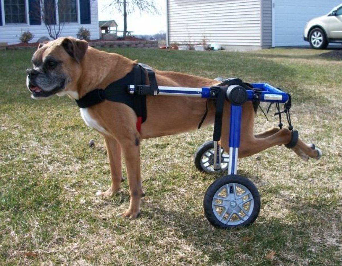 brown and white boxer in a wheelchair
