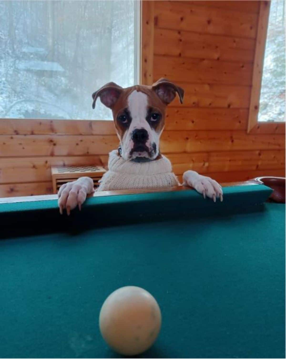 brown and white boxer in a white sweater standing on hind legs with front paws on the side of a green pool table