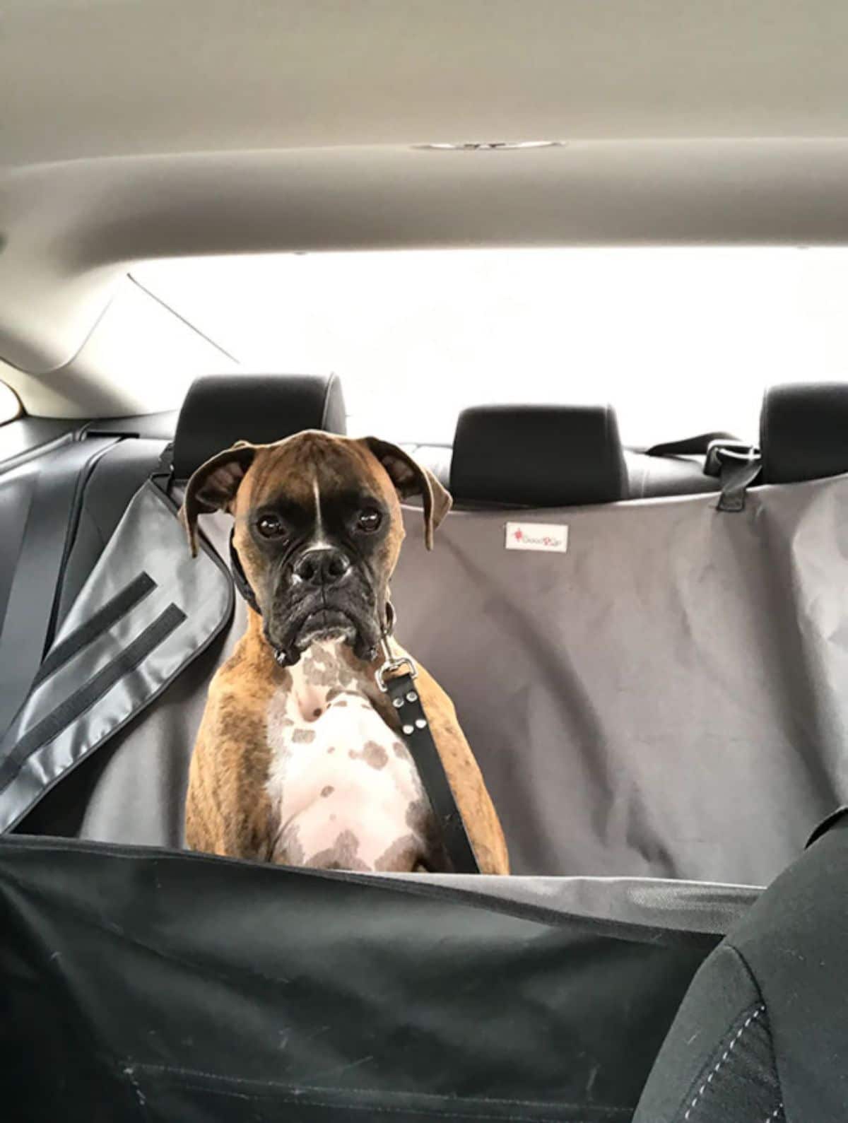 brown and white boxer in the back of a car looking sad