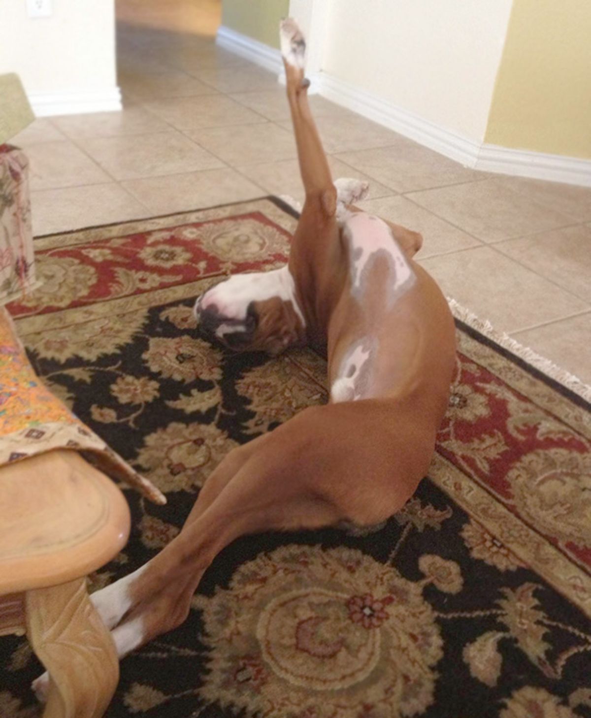 brown and white boxer laying on a carpet in a contorted position with one front leg stretched upwards