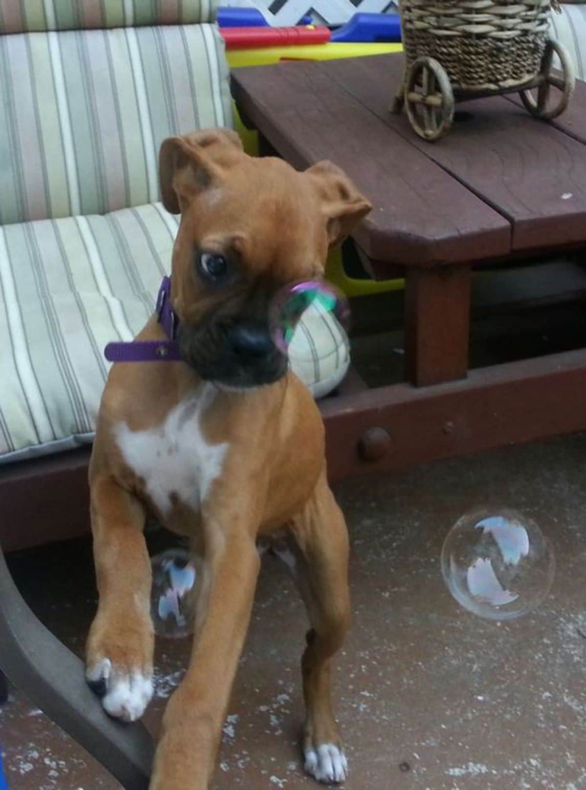brown and white boxer puppy jumping up looking at bubbles