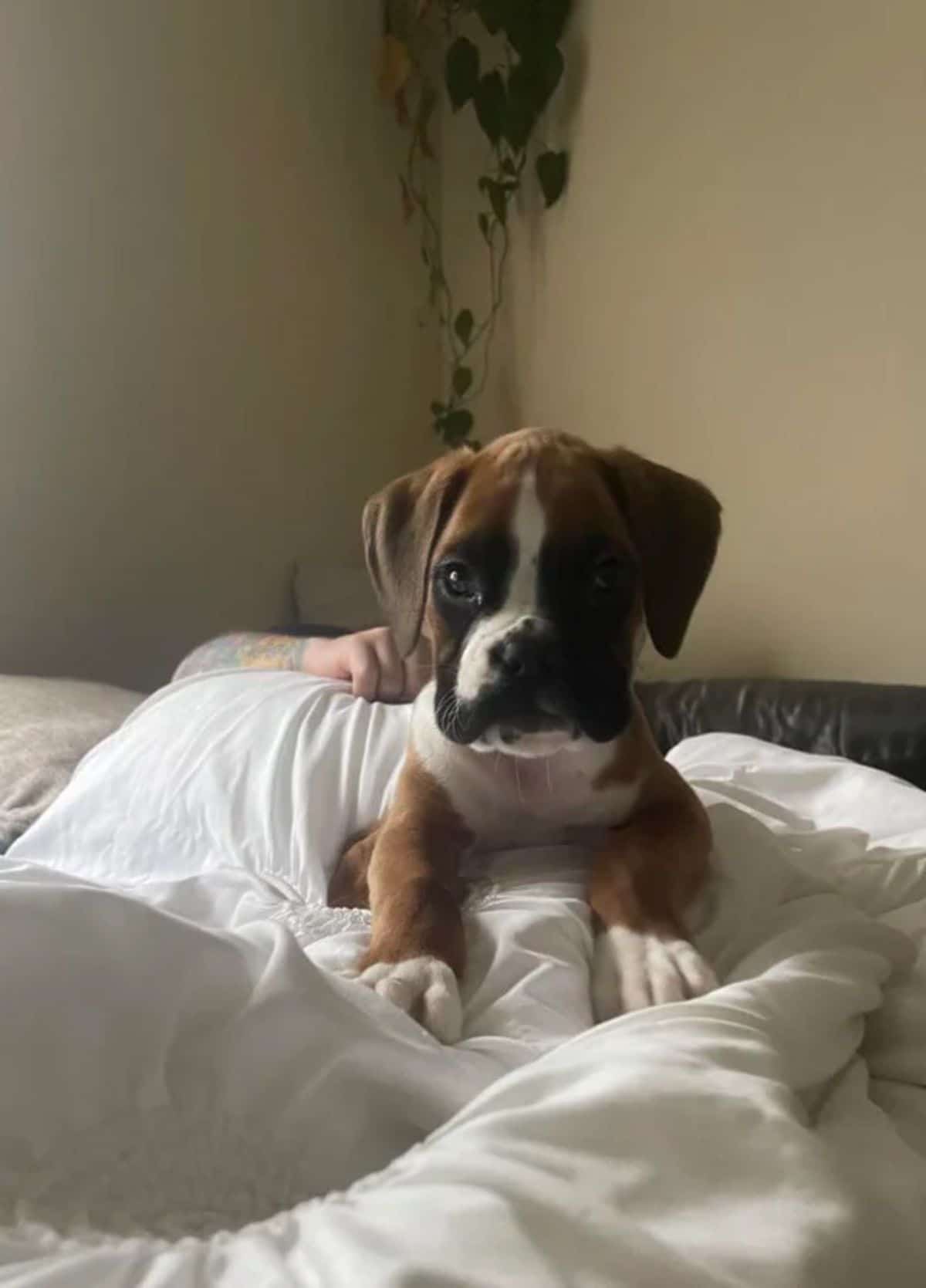 brown and white boxer puppy laying on a white bed next to a person