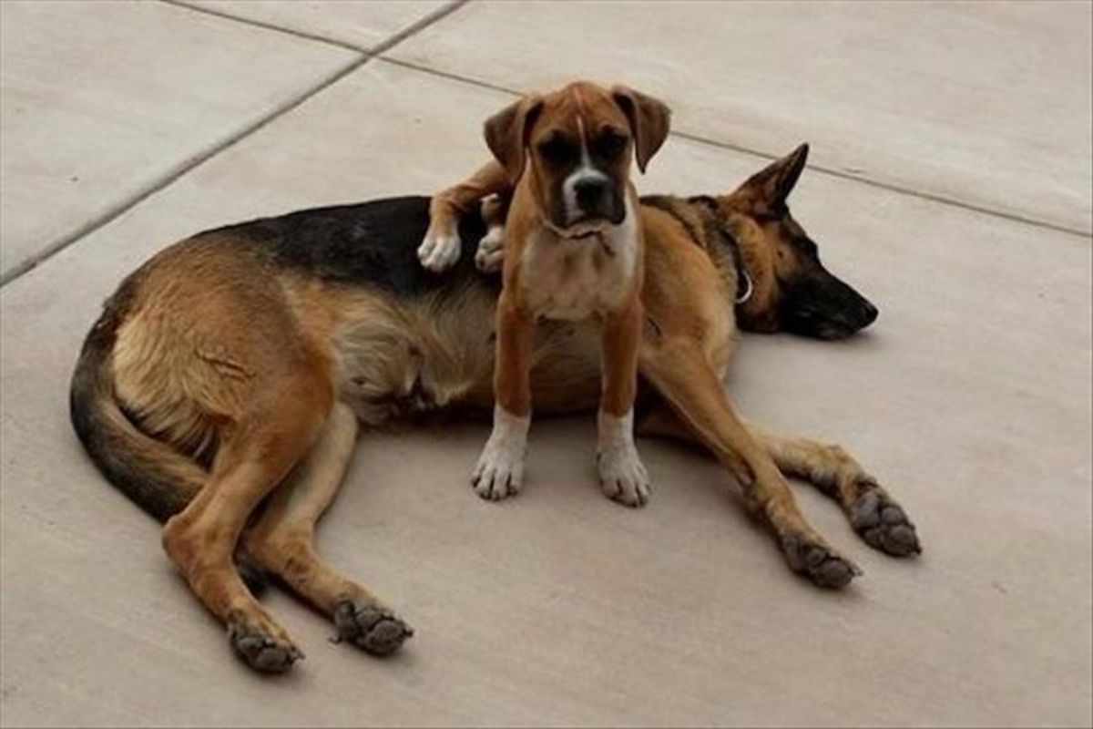 brown and white boxer puppy sitting on a german shepherd laying down on the floor