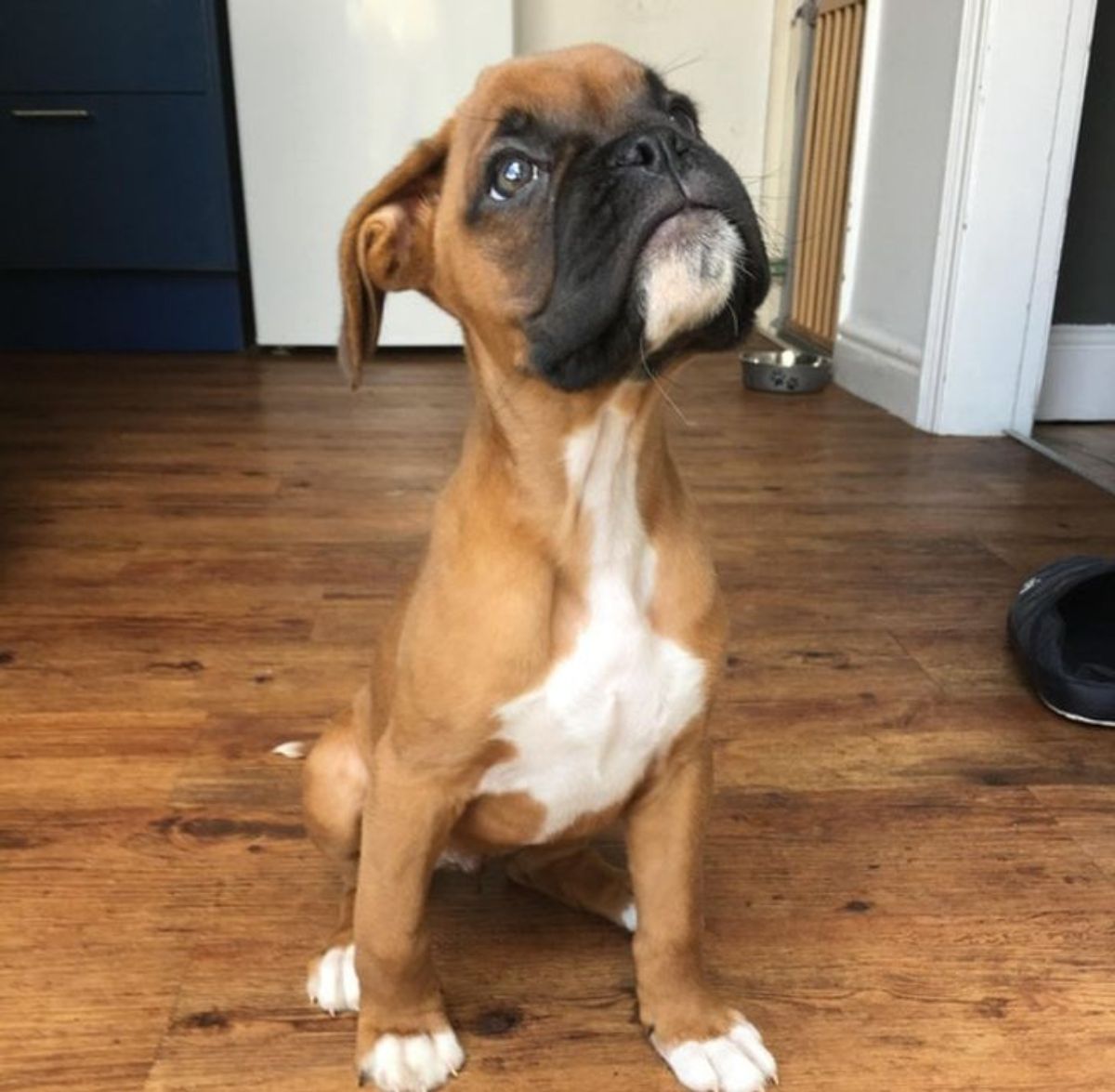 brown and white boxer puppy sitting on wooden floor