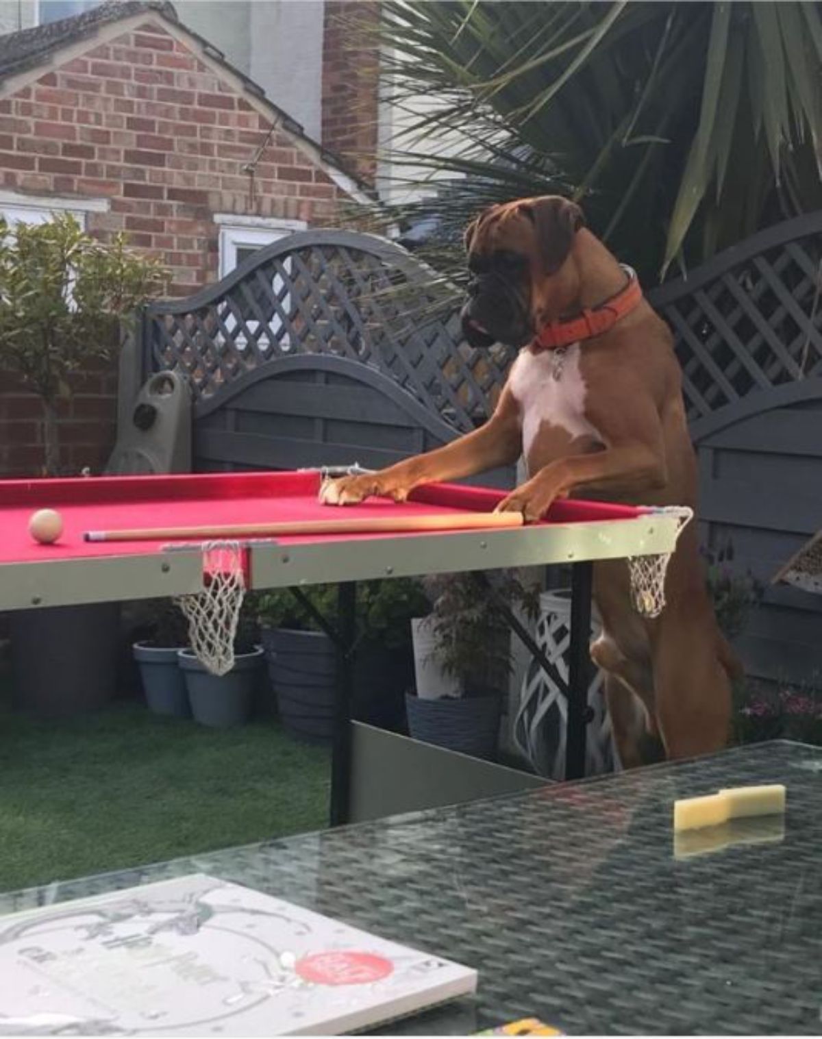 brown and white boxer standing on hind legs with the front paws on a pool table
