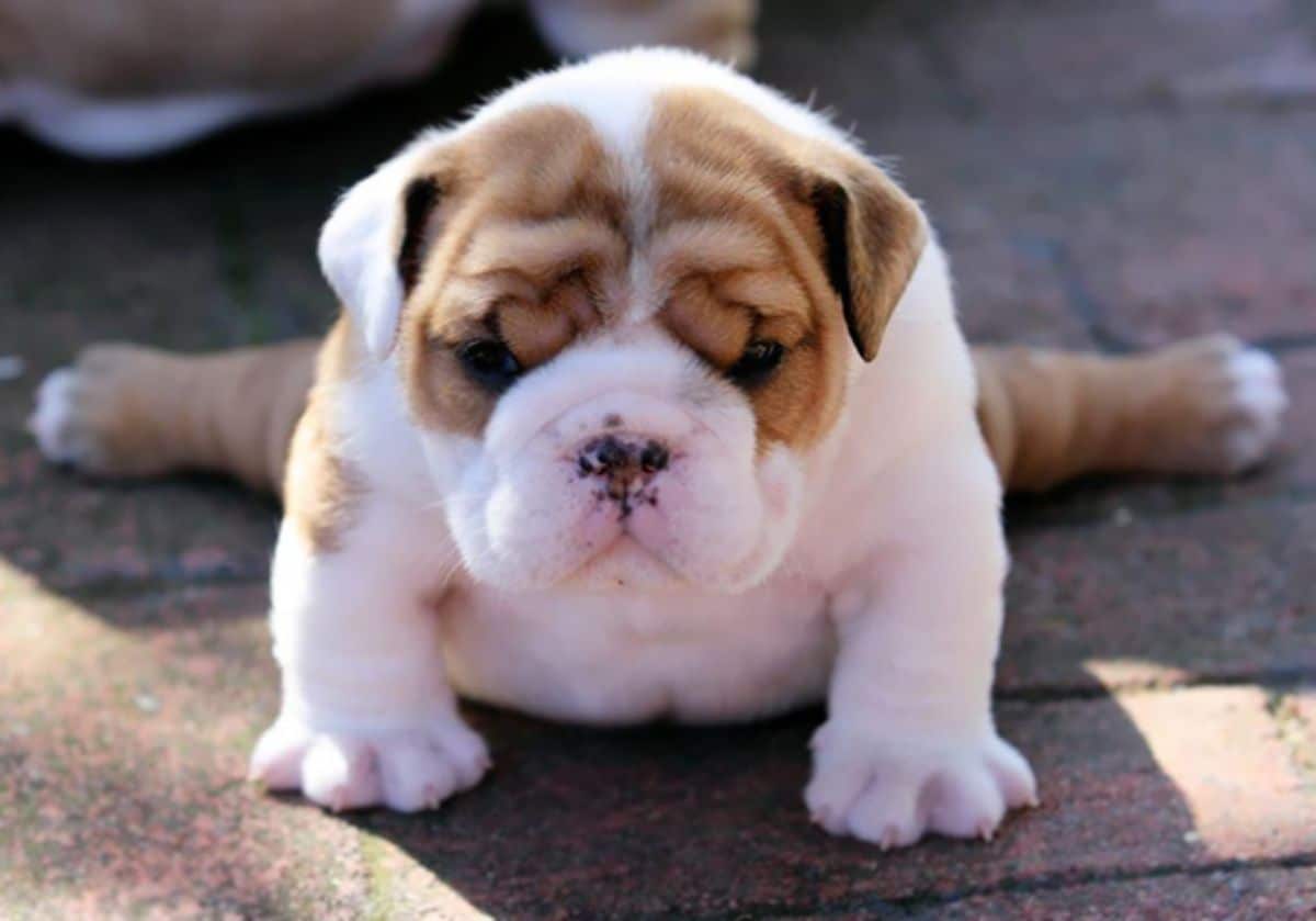 brown and white bulldog puppy laying down with the back legs stretched to either side