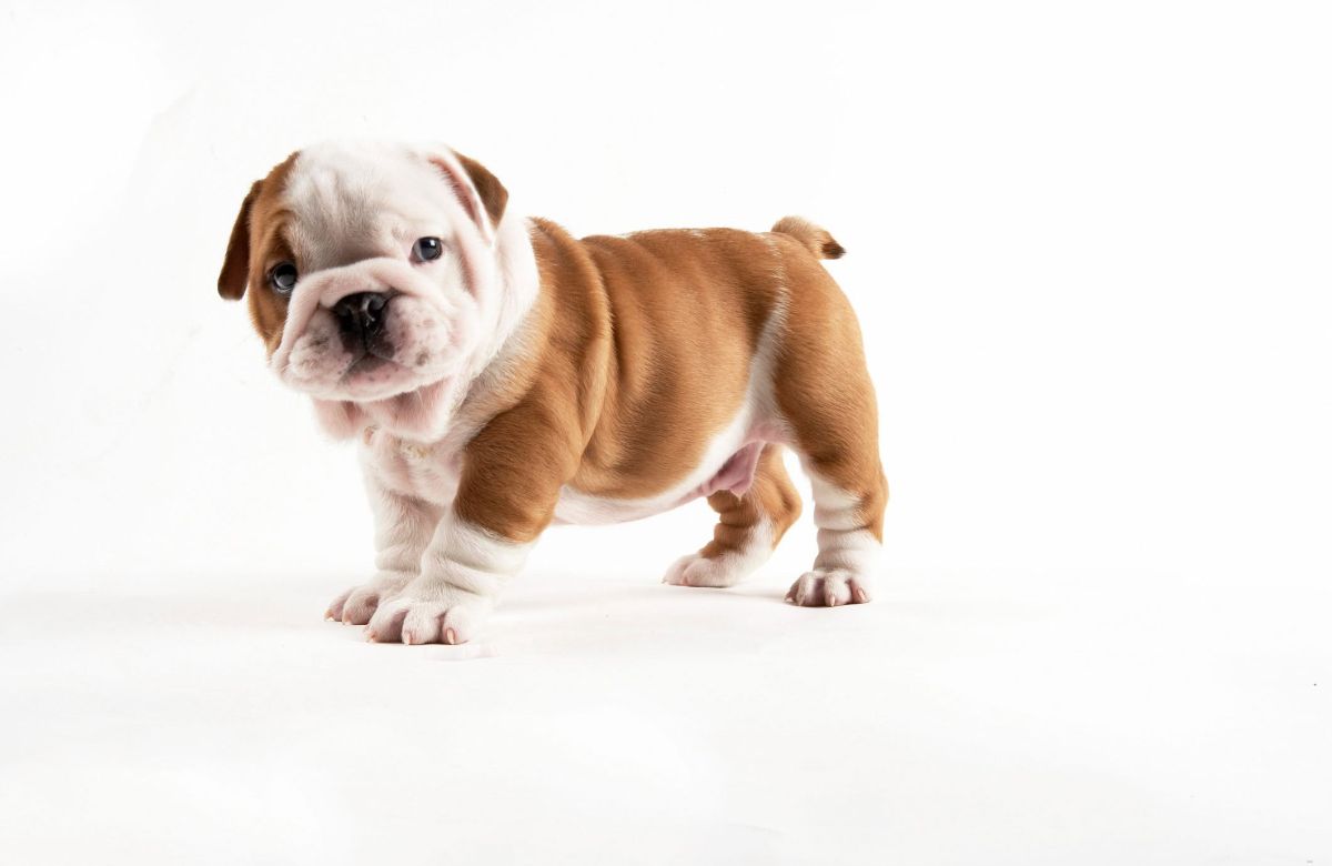 brown and white bulldog puppy standing on a white surface