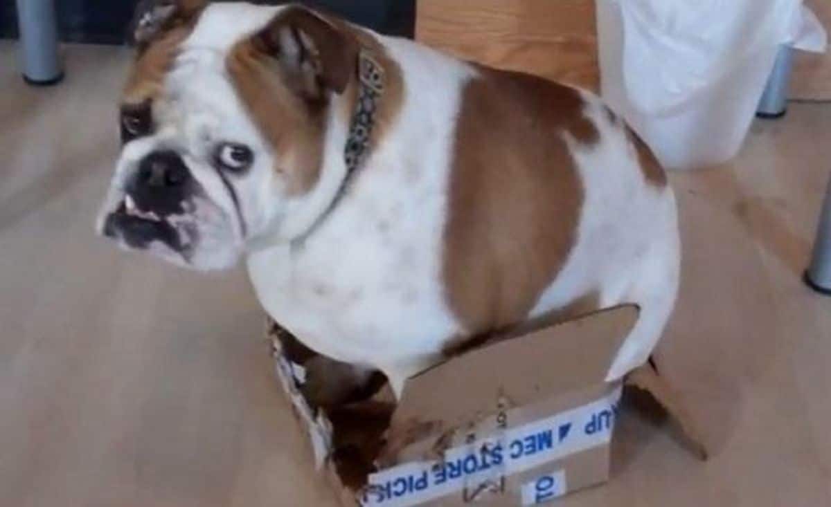 brown and white bulldog sitting inside a small chewed up cardboard box