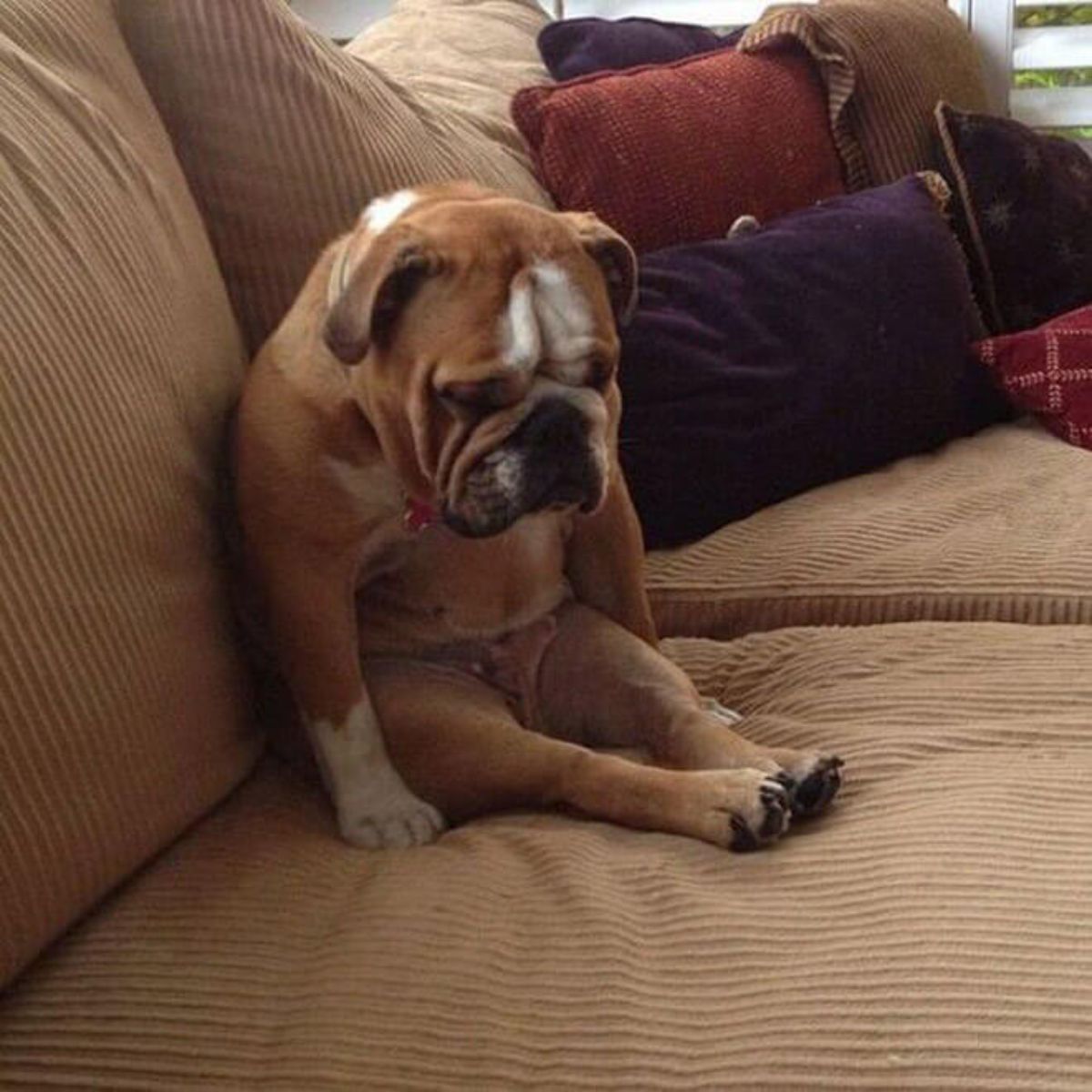 brown and white bulldog sitting on its haunches on a brown sofa