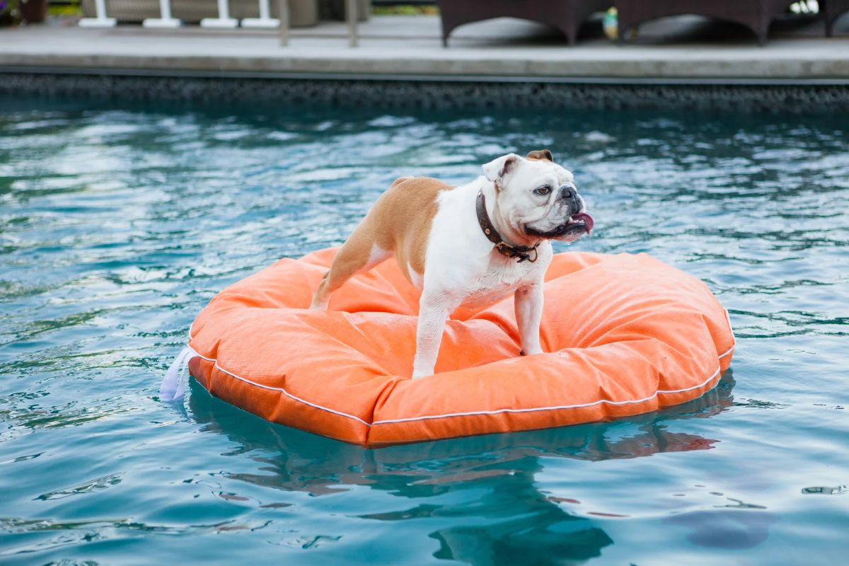 brown and white bulldog standing on a pink pool float in water