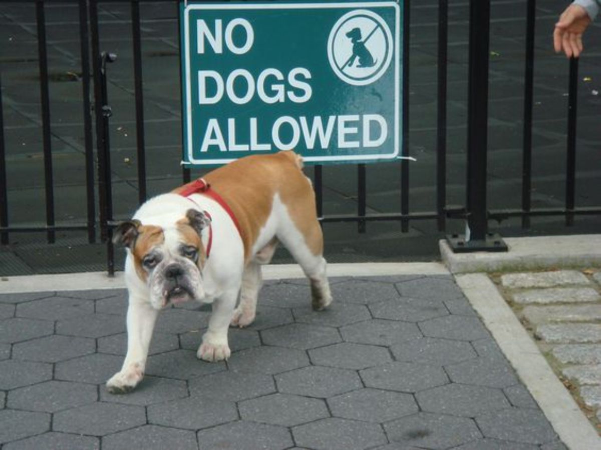 brown and white bulldog walking away from a NO DOGS ALLOWED sign