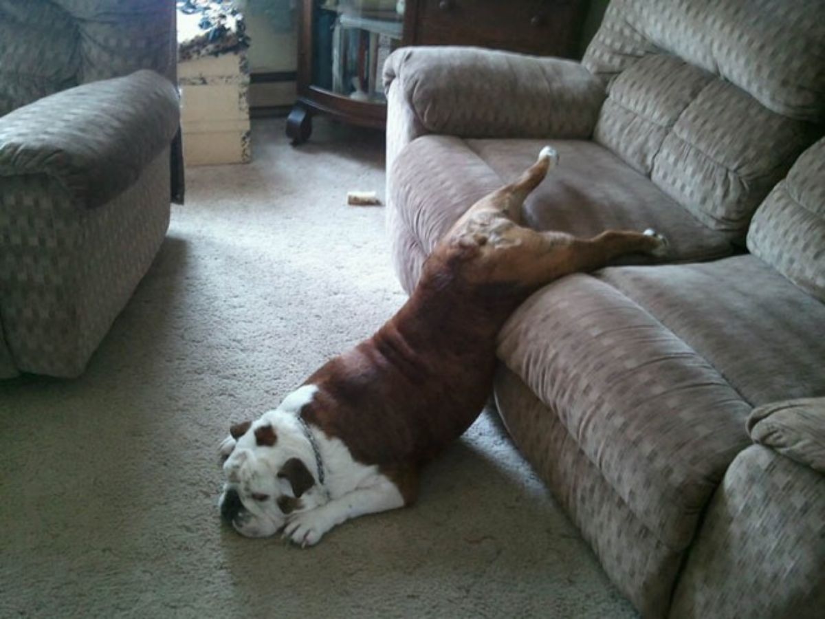 brown and white bulldog with the back legs on a brown sofa and the head on the floor