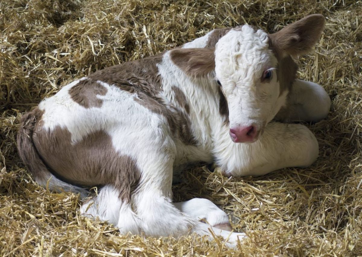 brown and white calf laying on snow