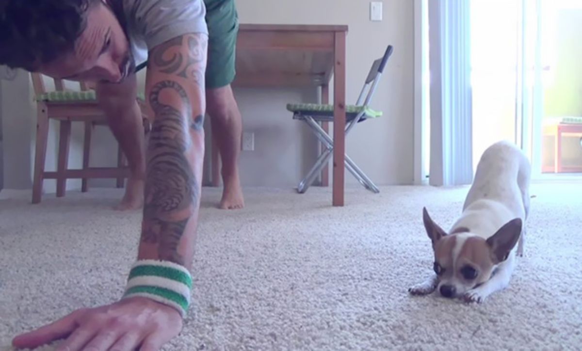 brown and white chihuahua doing downward dog yoga pose next to a man doing yoga