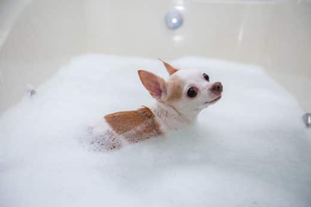brown and white chihuahua in a bathtub filled with soap suds